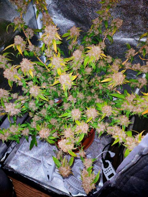 Senor-pina. Week 17
