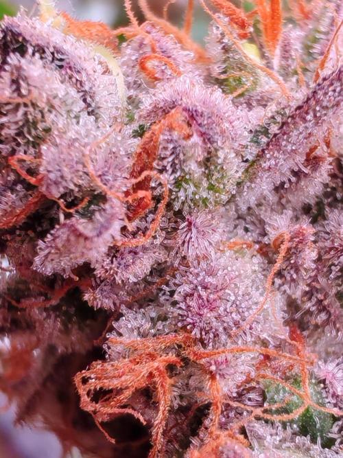 Senor-pina. Week 17