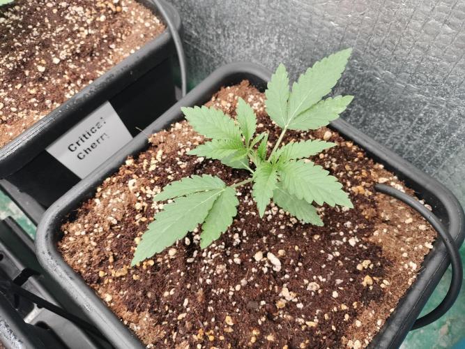 Tramuntana Critical Cherry #1. Week 2