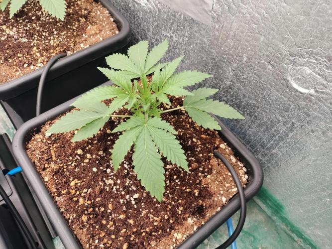 Tramuntana Critical Cherry #1. Week 2