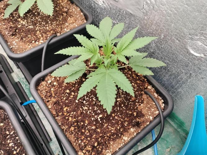 Tramuntana Critical Cherry #1. Week 2