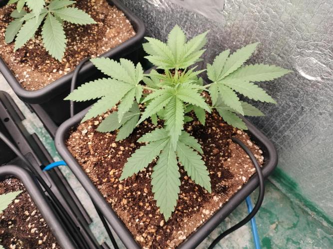 Tramuntana Critical Cherry #1. Week 3