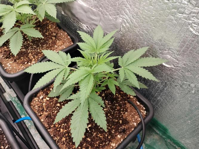 Tramuntana Critical Cherry #1. Week 3