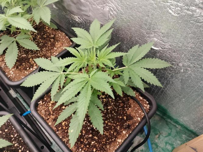 Tramuntana Critical Cherry #1. Week 3