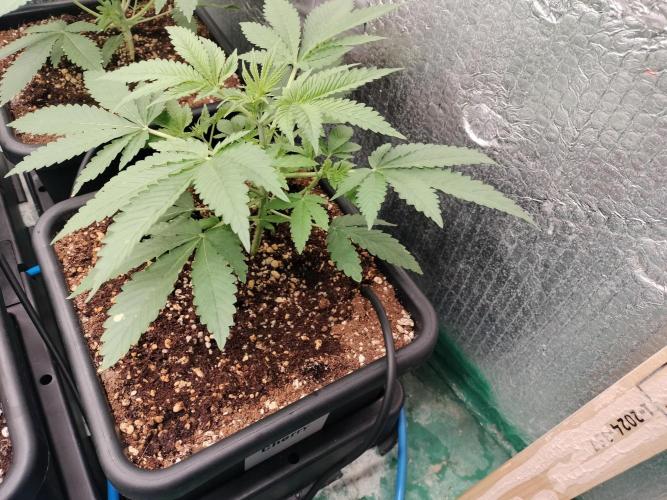 Tramuntana Critical Cherry #1. Week 4