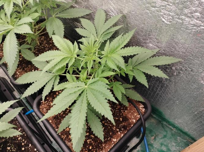 Tramuntana Critical Cherry #1. Week 4