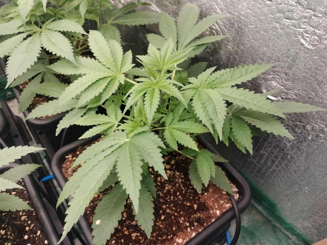Tramuntana Critical Cherry #1. Week 4