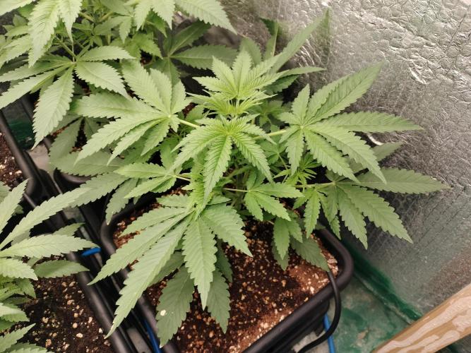 Tramuntana Critical Cherry #1. Week 4