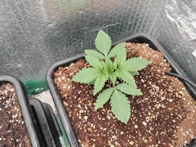 Tramuntana Critical Cherry #2. Week 2