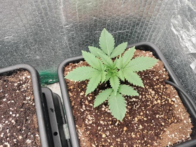 Tramuntana Critical Cherry #2. Week 2