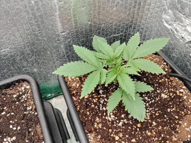 Tramuntana Critical Cherry #2. Week 2
