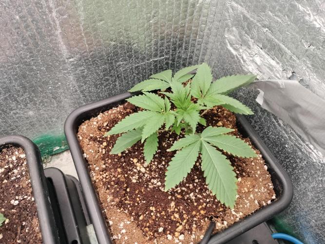 Tramuntana Critical Cherry #2. Week 2