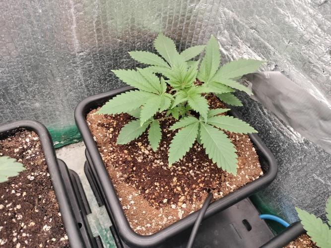 Tramuntana Critical Cherry #2. Week 3