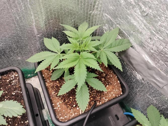 Tramuntana Critical Cherry #2. Week 3