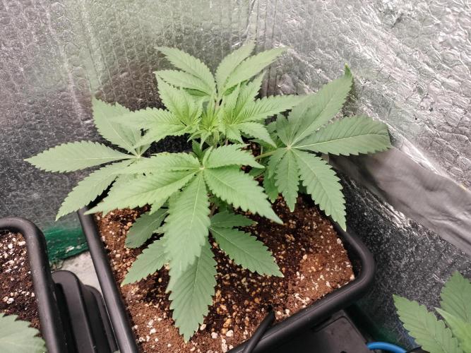 Tramuntana Critical Cherry #2. Week 3