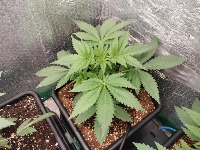 Tramuntana Critical Cherry #2. Week 3