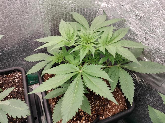 Tramuntana Critical Cherry #2. Week 4