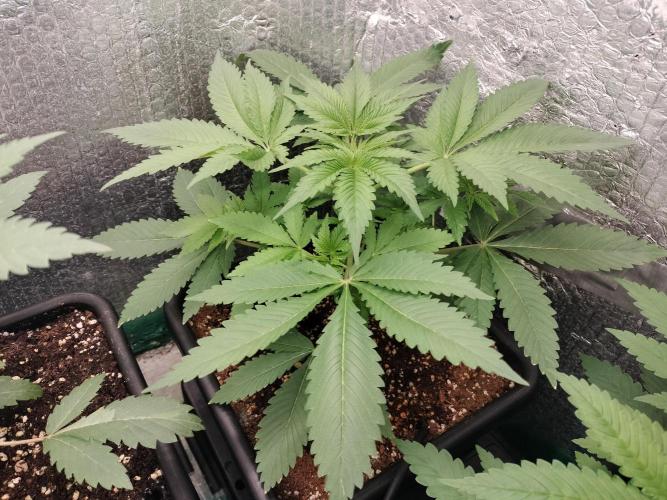 Tramuntana Critical Cherry #2. Week 4