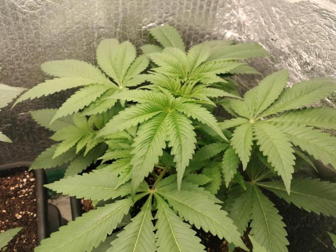 Tramuntana Critical Cherry #2. Week 4