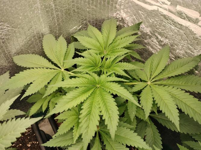 Tramuntana Critical Cherry #2. Week 4