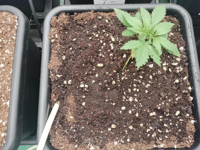 Blueberry Queques. Week 2