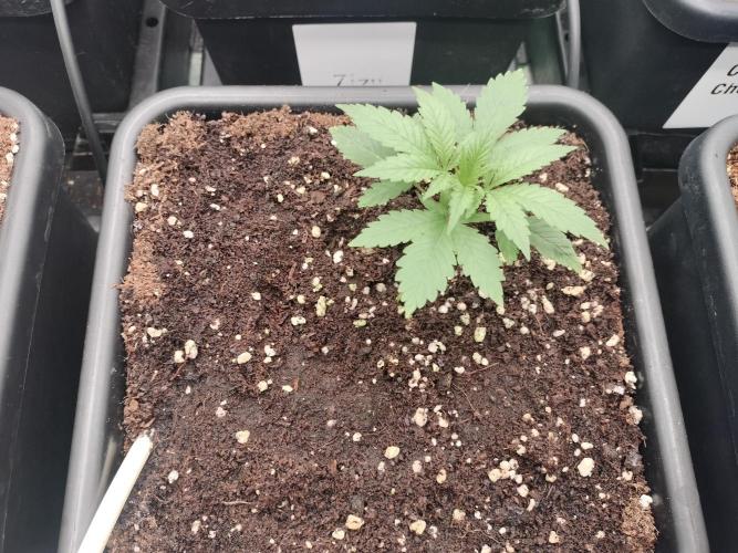 Blueberry Queques. Week 2