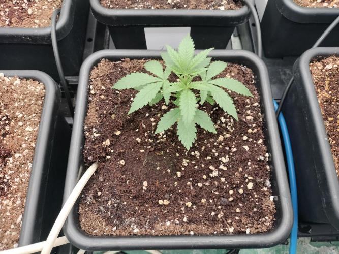 Blueberry Queques. Week 2
