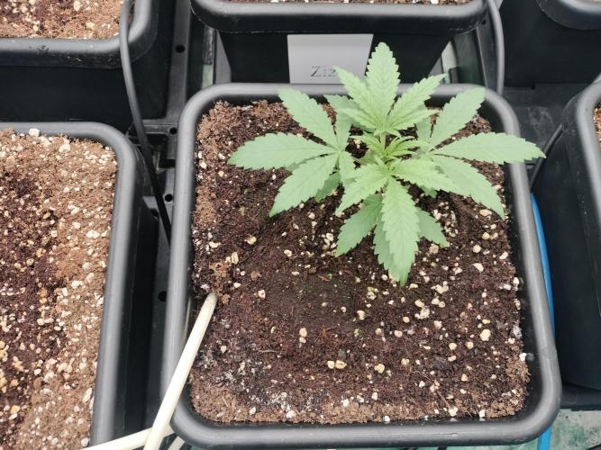 Blueberry Queques. Week 3