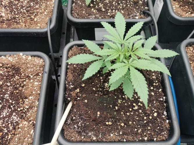 Blueberry Queques. Week 3
