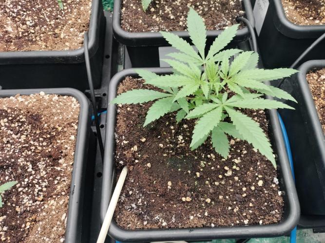 Blueberry Queques. Week 3