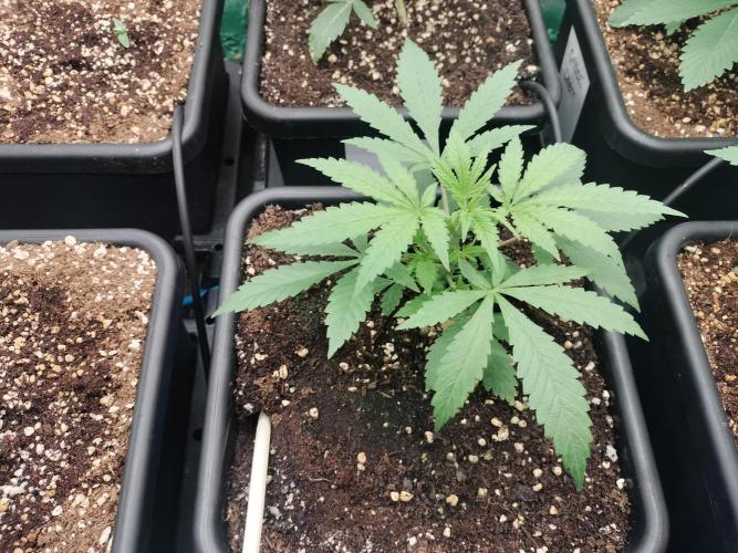 Blueberry Queques. Week 3