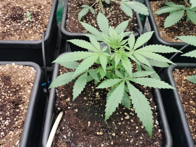 Blueberry Queques. Week 4