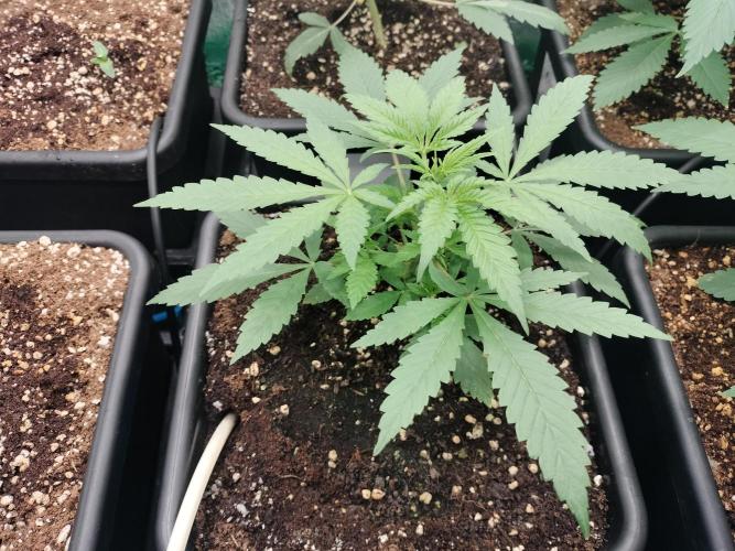 Blueberry Queques. Week 4