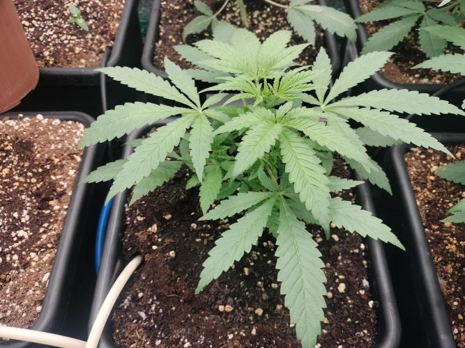 Blueberry Queques. Week 4