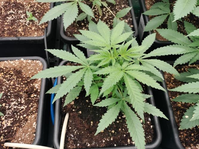 Blueberry Queques. Week 4