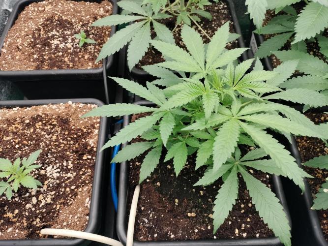 Blueberry Queques. Week 5
