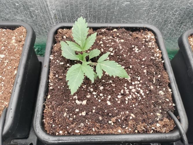 Zizu #1. Week 2