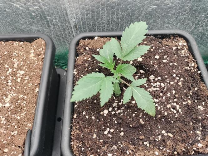Zizu #1. Week 2