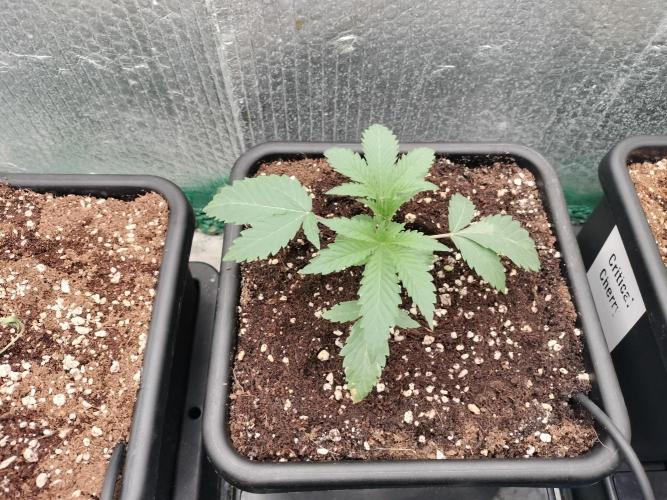 Zizu #1. Week 2