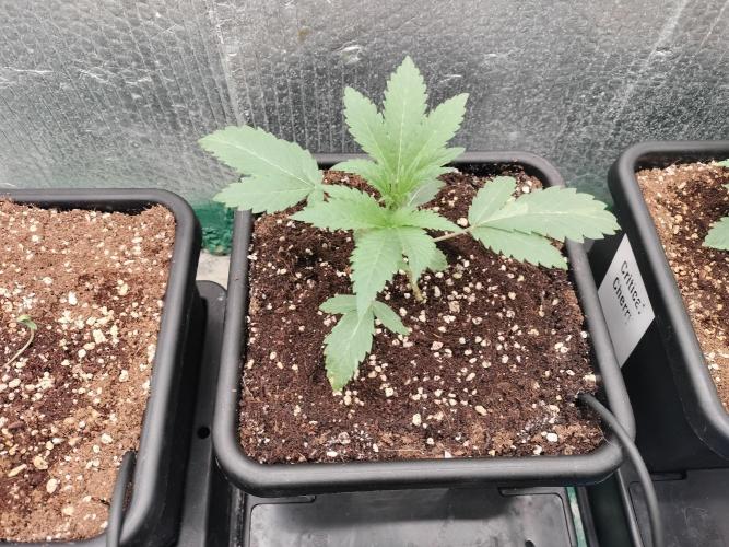 Zizu #1. Week 3