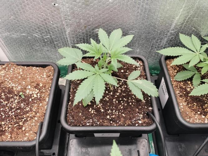Zizu #1. Week 3