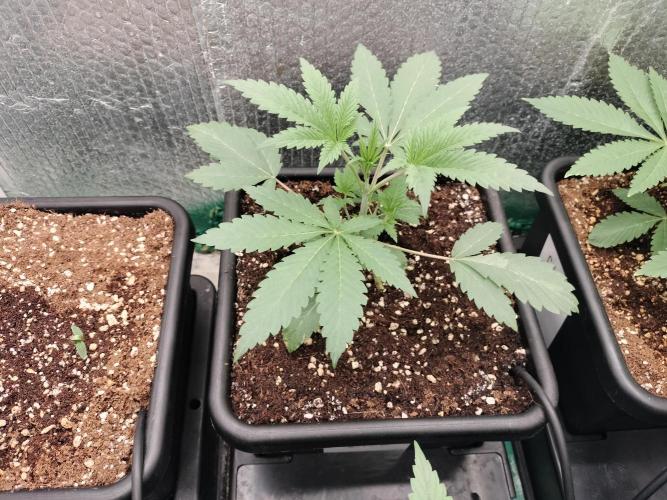 Zizu #1. Week 3