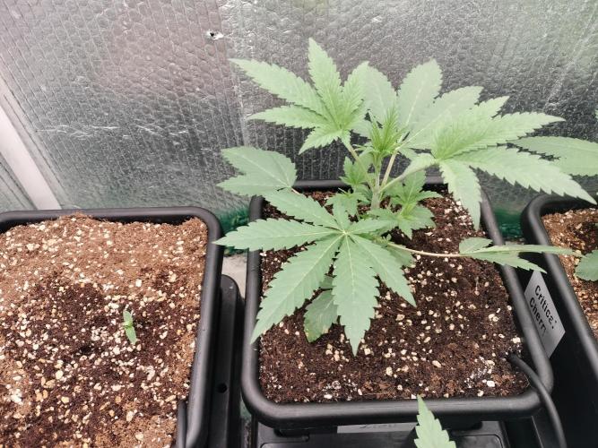 Zizu #1. Week 3