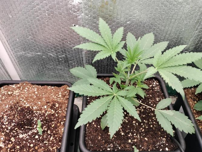 Zizu #1. Week 4
