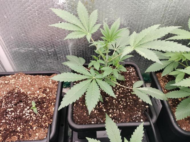 Zizu #1. Week 4
