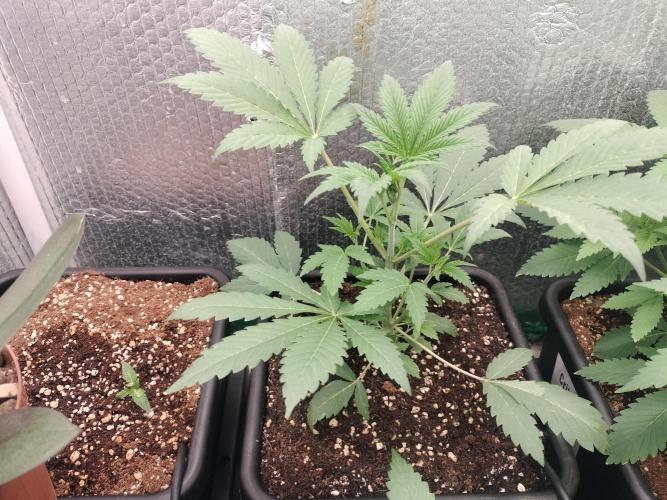 Zizu #1. Week 4