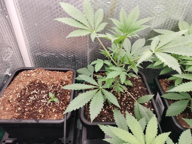 Zizu #1. Week 4