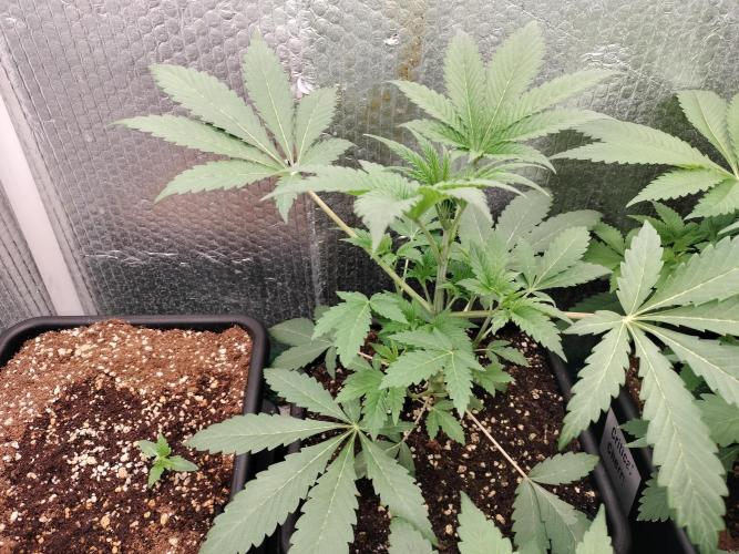 Zizu. Week 5