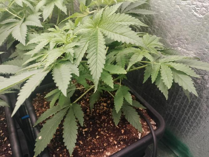 Tramuntana Critical Cherry #1. Week 5