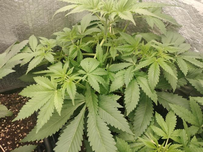 Tramuntana Critical Cherry #2. Week 5